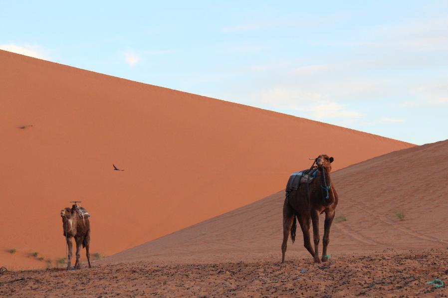 Two camels with saddles on their backs stand in front of the dark orange sand dunes in Morocco.